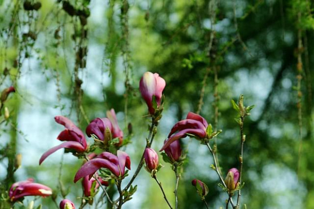 Ogród Botaniczny w Powsinie