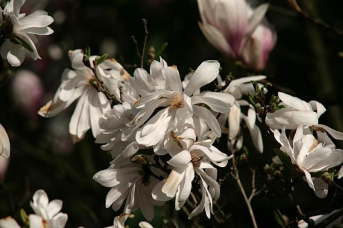 Ogród Botaniczny w Powsinie