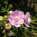 Geranium 'Gernic' SUMMER SKIES