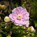 Geranium 'Gernic' SUMMER SKIES