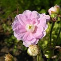 Geranium 'Gernic' SUMMER SKIES