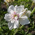 Geranium pratense 'Algera Double'