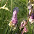 Aconitum moldavicu