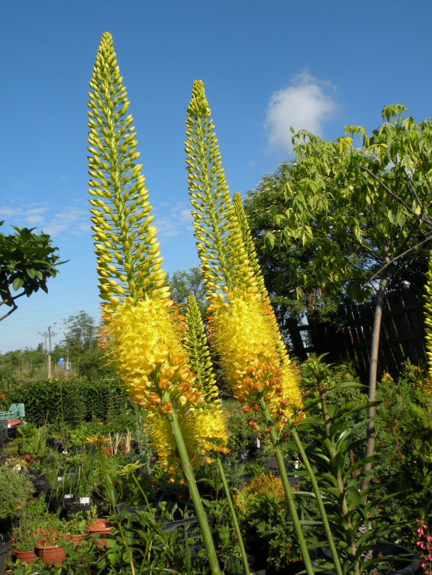 Eremurus stenophyllus var. bungei