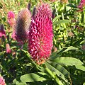 Trifolium rubens