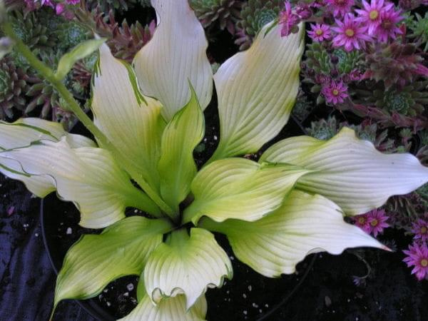 #hosta