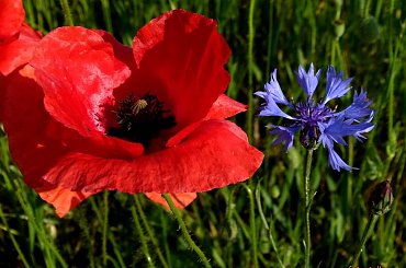 kwiatki różne ... #czerwiec #kwiaty #maki #chabry #łąka #wiosna