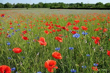 kwiatki różne ... **** ulub. rozalia69 **** #łąka #maki #chabry #czerwiec #kwiaty #wiosna