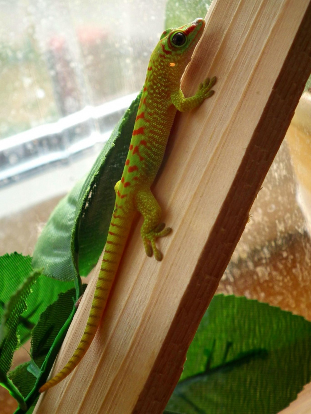 #FelsumaMadagaskarska #MadagascarDayGecko