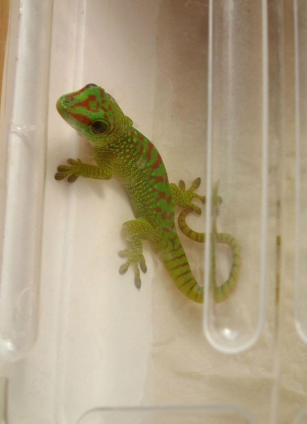 #FelsumaMadagaskarska #MadagascarDayGecko