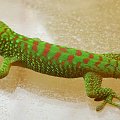 #FelsumaMadagaskarska #MadagascarDayGecko