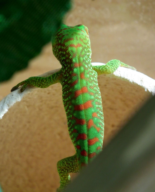 #FelsumaMadagaskarska #MadagascarDayGecko