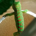 #FelsumaMadagaskarska #MadagascarDayGecko