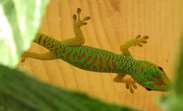 #FelsumaMadagaskarska #MadagascarDayGecko