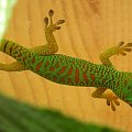 #FelsumaMadagaskarska #MadagascarDayGecko