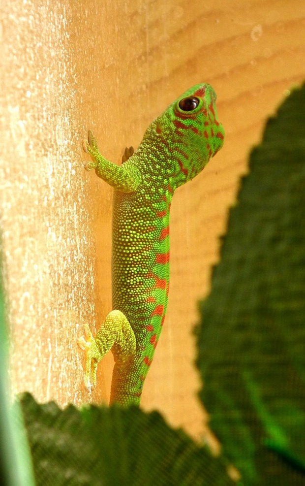 #FelsumaMadagaskarska #MadagascarDayGecko