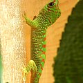 #FelsumaMadagaskarska #MadagascarDayGecko