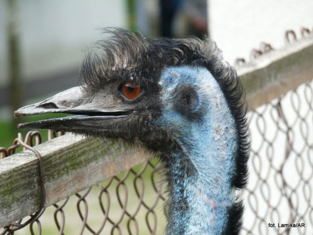 Zalesinek - strusia farma - struś australijski (emu)