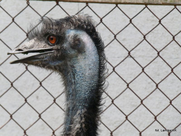 Zalesinek - strusia farma - struś australijski (emu)