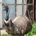 Zalesinek - strusia farma - struś australijski (emu)