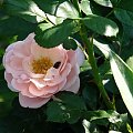 Astrid Lindgren #róze