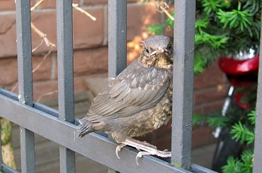 ptaki #lezajsktm #ptaki #zwierzęta