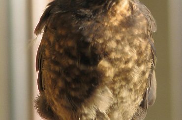 ptaki #lezajsktm #ptaki #zwierzęta