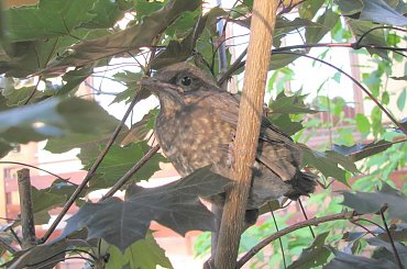 ptaki #lezajsktm #ptaki #zwierzęta