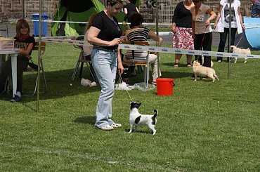 Kalisz 2011 #chihuahua