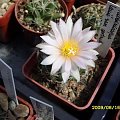 TURBINICARPUS LAUII SAN GERTRUDIS