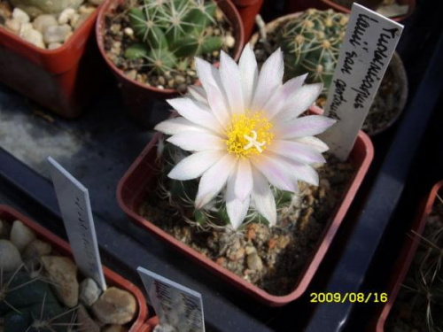 TURBINICARPUS LAUII SAN GERTRUDIS