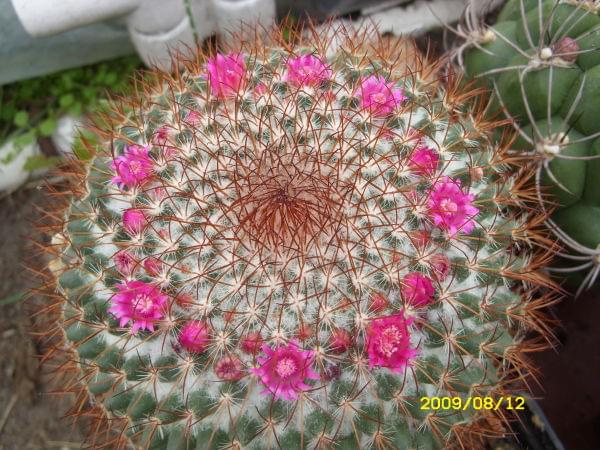 MAMMILLARIA