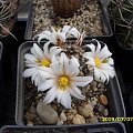 MAMMILLARIA