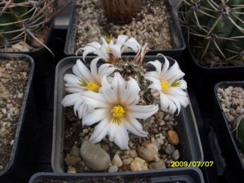 MAMMILLARIA