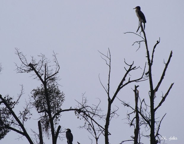 kormorany ... udało mi się podejść bliżej ... :) #ptaki #kormorany #zima #park