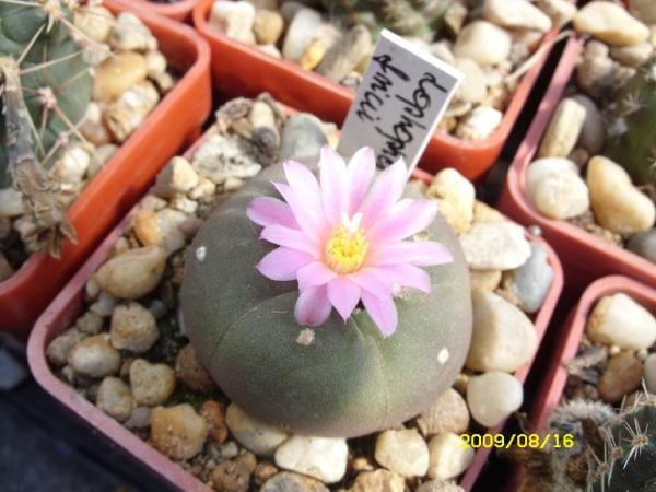 LOPHOPHORA FRICI