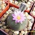 LOPHOPHORA FRICI