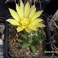 MAMMILLARIA