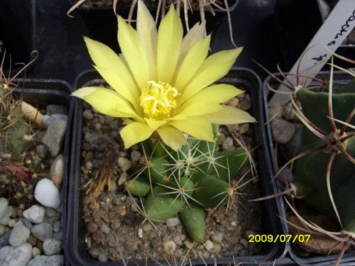 MAMMILLARIA