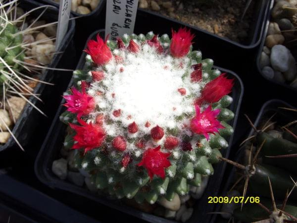 MAMMILLARIA SP. JAROSLAV ŚUBA