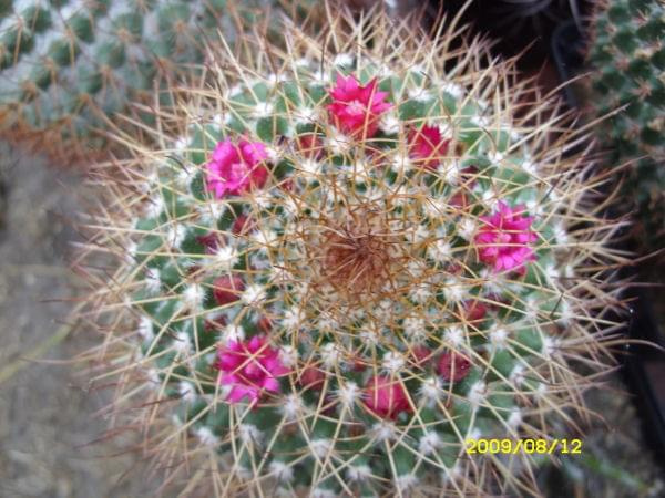 MAMMILLARIA