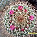 MAMMILLARIA