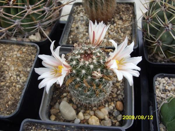 MAMMILLARIA ?