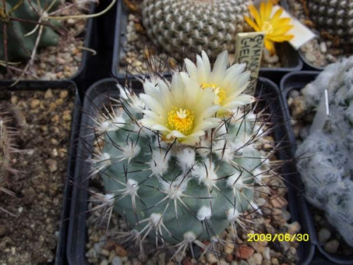 GYNNOCACTUS GIELSDORFIANUS