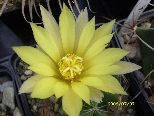 MAMMILLARIA