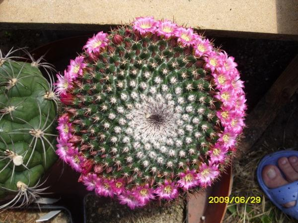 MAMMILLARIA