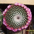 MAMMILLARIA