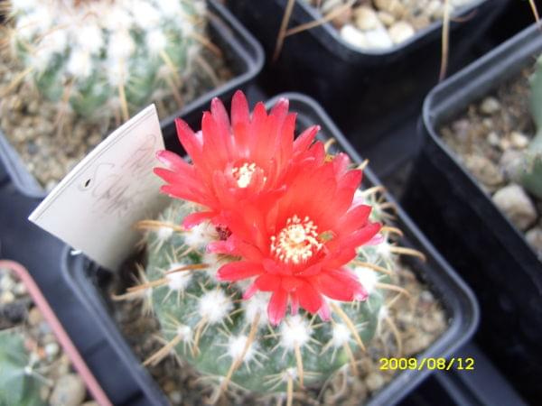 PARODIA SCHWEBSIANA