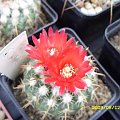 PARODIA SCHWEBSIANA