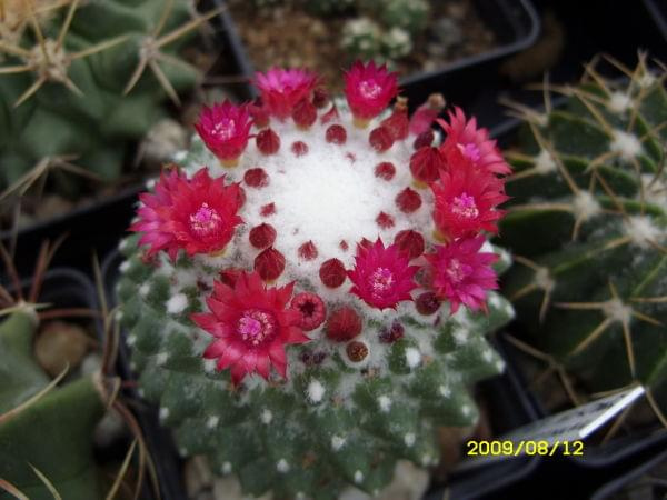 MAMMILLARIA SP. JAROSLAV ŚUBA